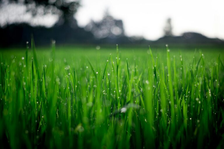 Growing Grass